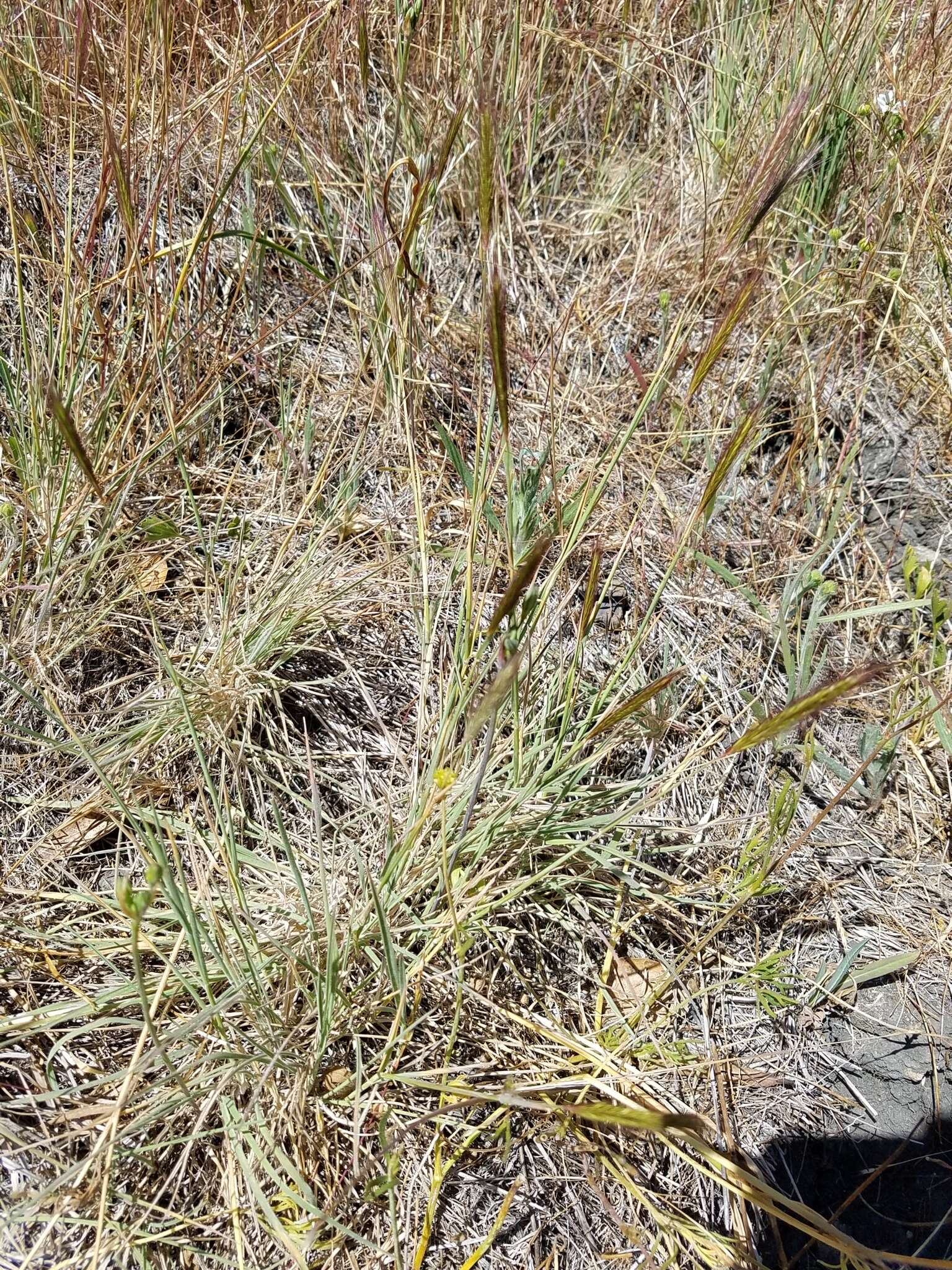 صورة Hordeum californicum Covas & Stebbins