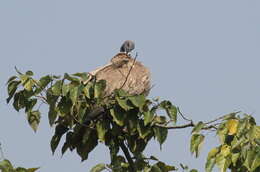 Image of Slender-billed Vulture