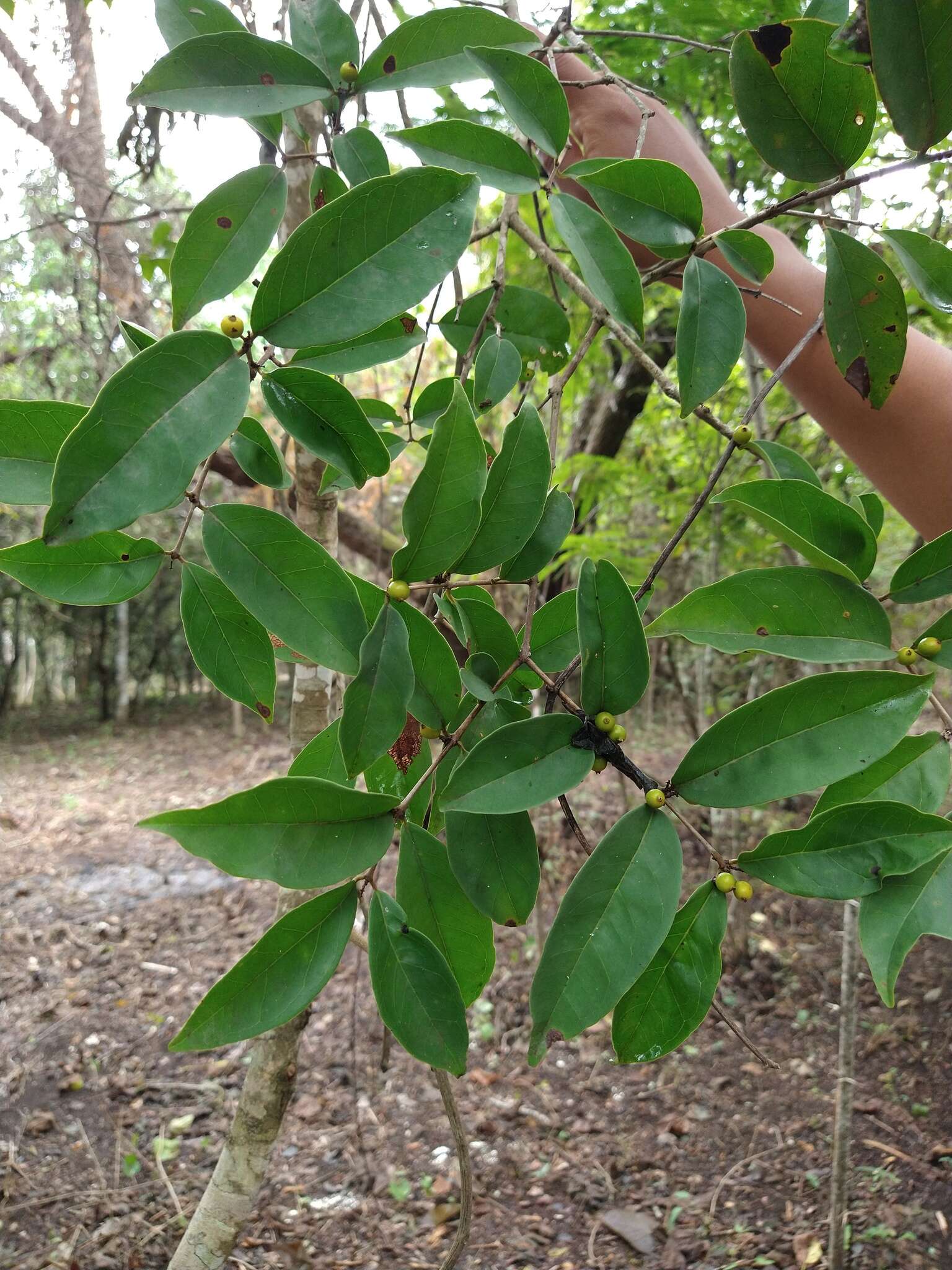 Image of Eugenia acapulcensis Steud.