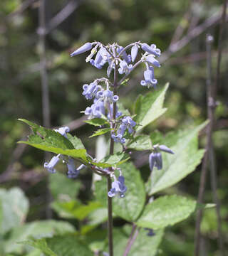 Image of Clematis stans Sieb. & Zucc.