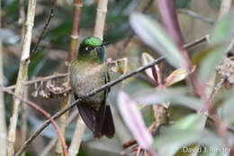 Metallura tyrianthina (Loddiges 1832) resmi