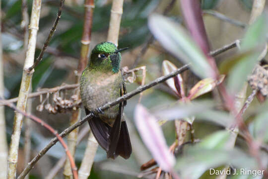 Image of Tyrian Metaltail