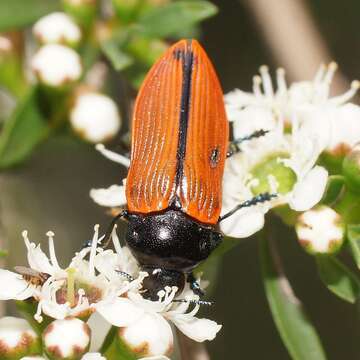 Image of Castiarina rufipennis (Kirby 1818)