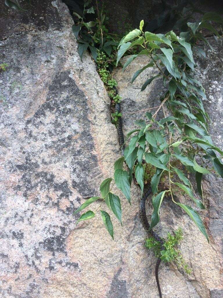 Image of Horseshoe Whip Snake