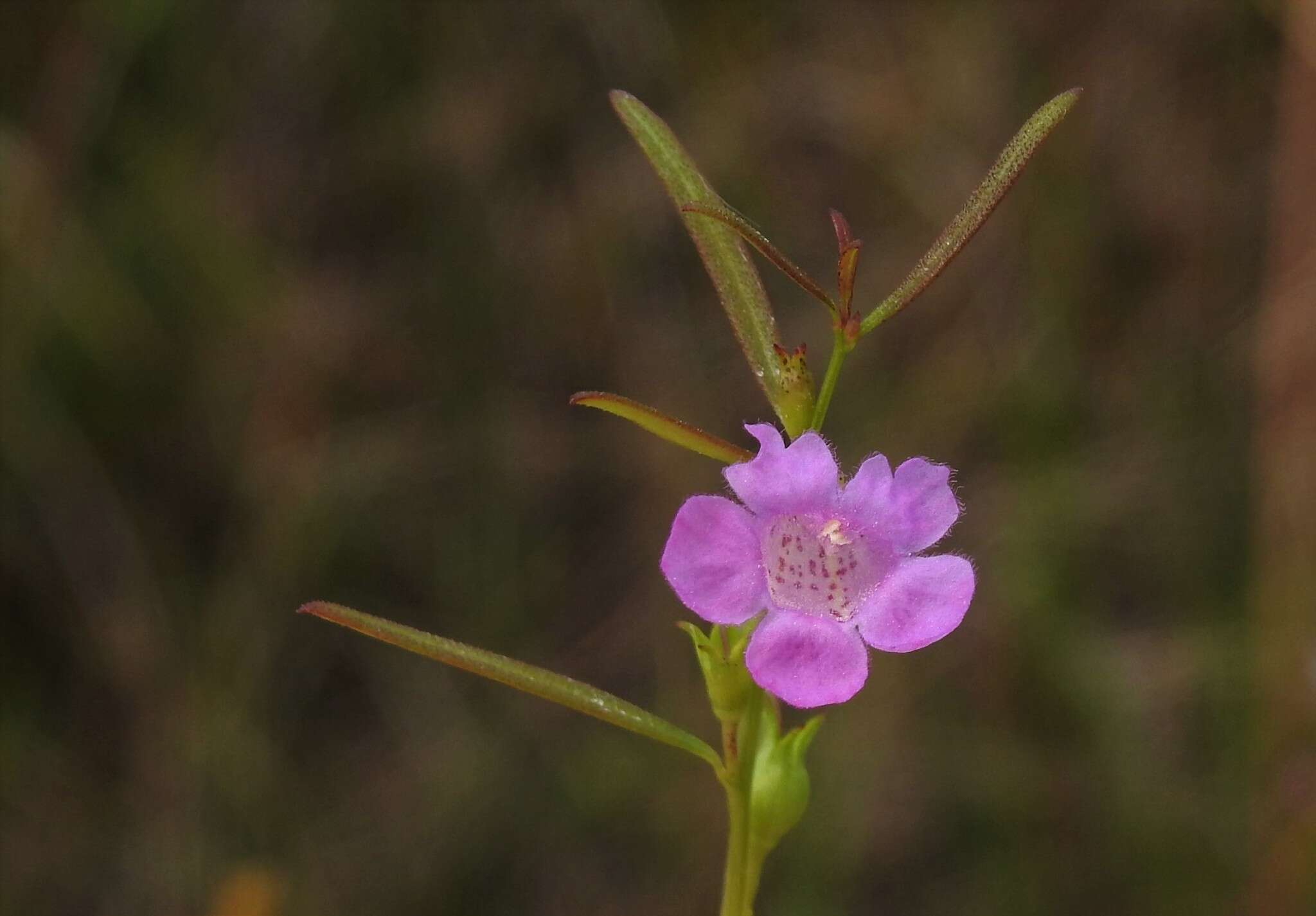 Image of smallflower false foxglove