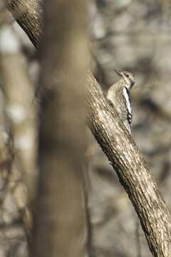 Image of Sapsucker