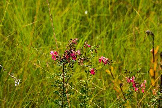 Imagem de Indigofera tristis E. Mey.