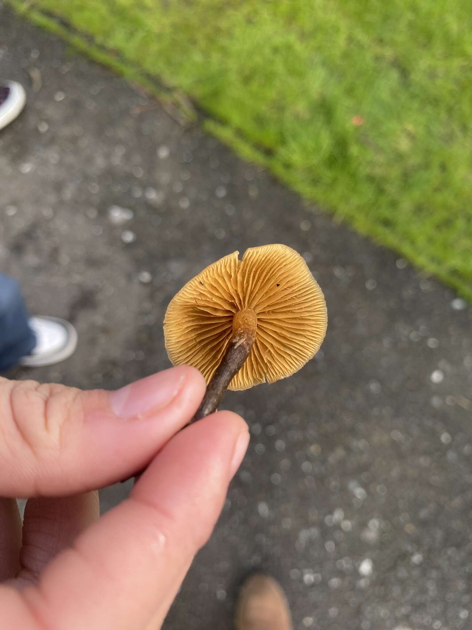 Image de Galerina badipes (Pers.) Kühner 1935