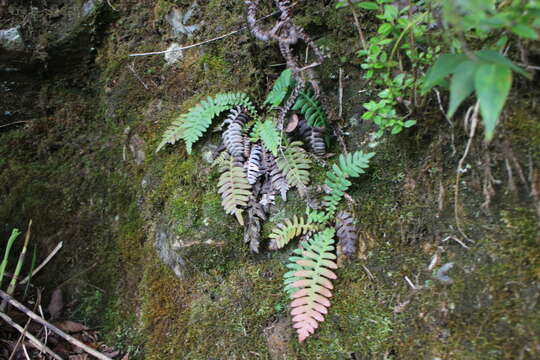 Image of Struthiopteris hancockii (Hance) Tag.