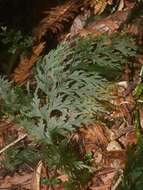 Image de Hymenophyllum dilatatum (G. Forst.) Sw.