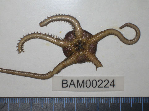 Image of <i>Ophiura luetkenii</i> (Lyman 1860)