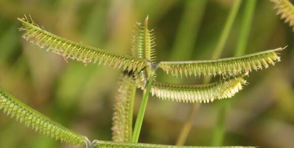 Image of Dactyloctenium geminatum Hack.