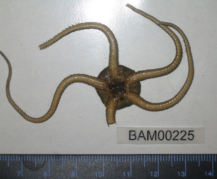 Image of <i>Ophiura luetkenii</i> (Lyman 1860)