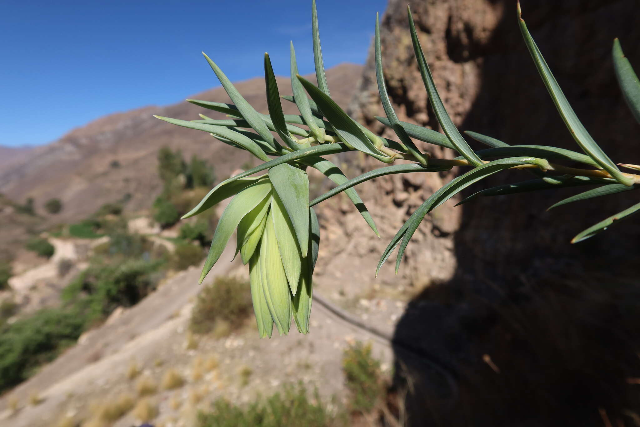 Image of Bomarea involucrosa (Herb.) Baker