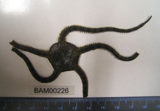 Image of <i>Ophiura luetkenii</i> (Lyman 1860)