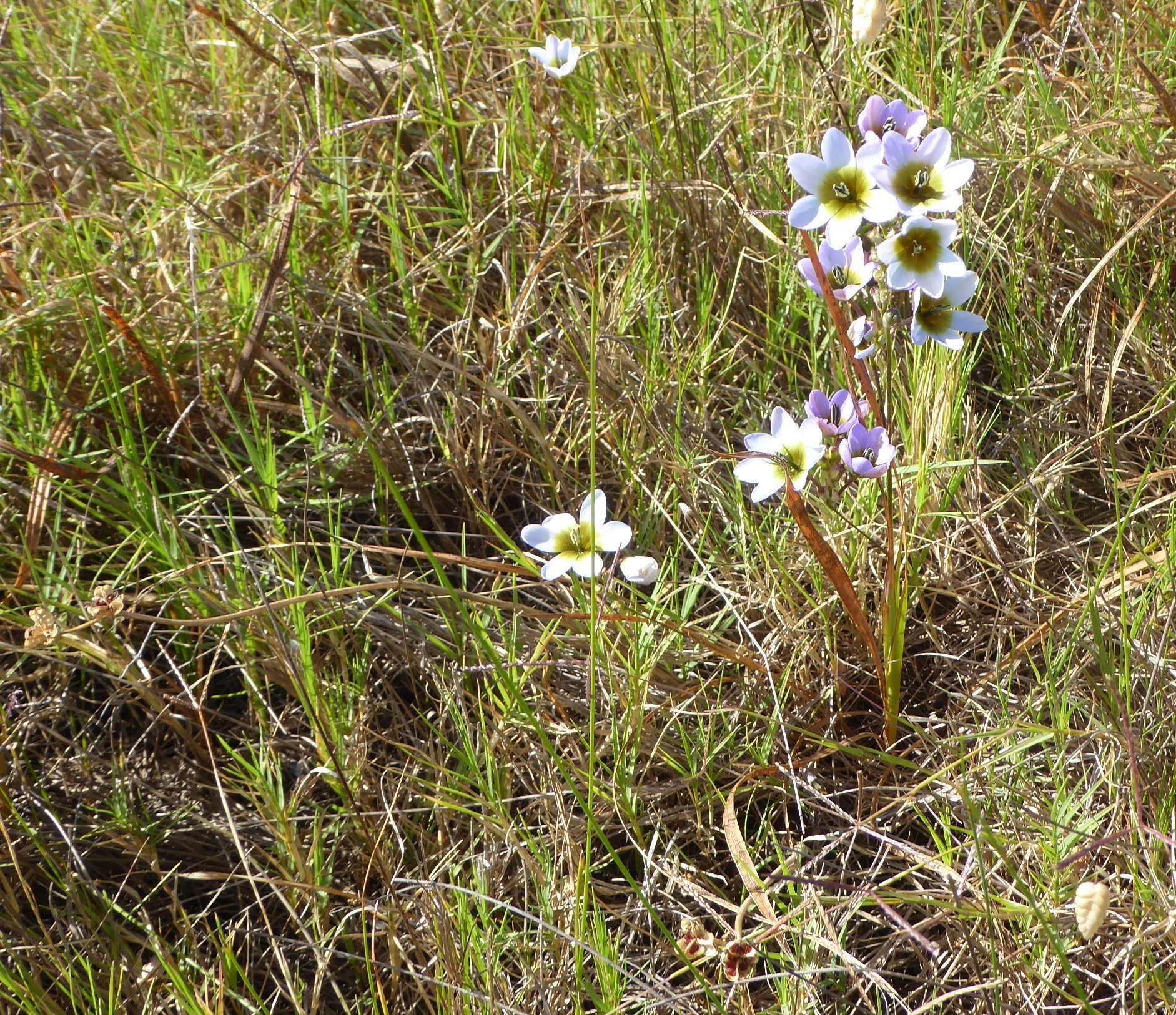 Image of Ixia monadelpha D. Delaroche