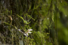 Image of Chameleon Dendrobium