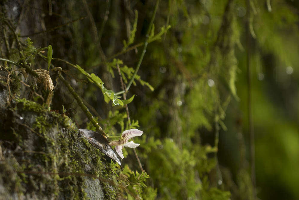 Image of Chameleon Dendrobium