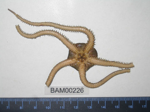 Image of <i>Ophiura luetkenii</i> (Lyman 1860)