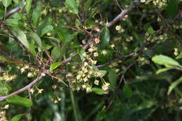 Image of Plagianthus cymosus Cockayne & Allan