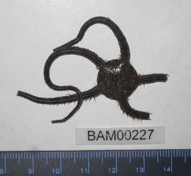 Image of <i>Ophiura luetkenii</i> (Lyman 1860)