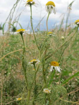 Imagem de Tripleurospermum inodorum (L.) Sch.-Bip