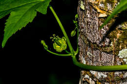 Image of Ceratiosicyos laevis (Thunb.) A. Meeuse