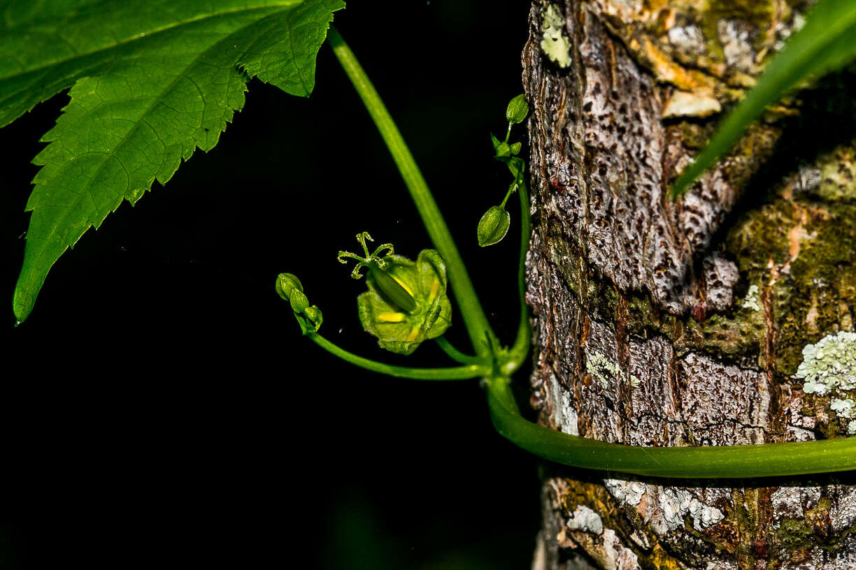 Image of Ceratiosicyos laevis (Thunb.) A. Meeuse