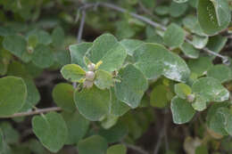 Image of Lonicera iberica M. Bieb.