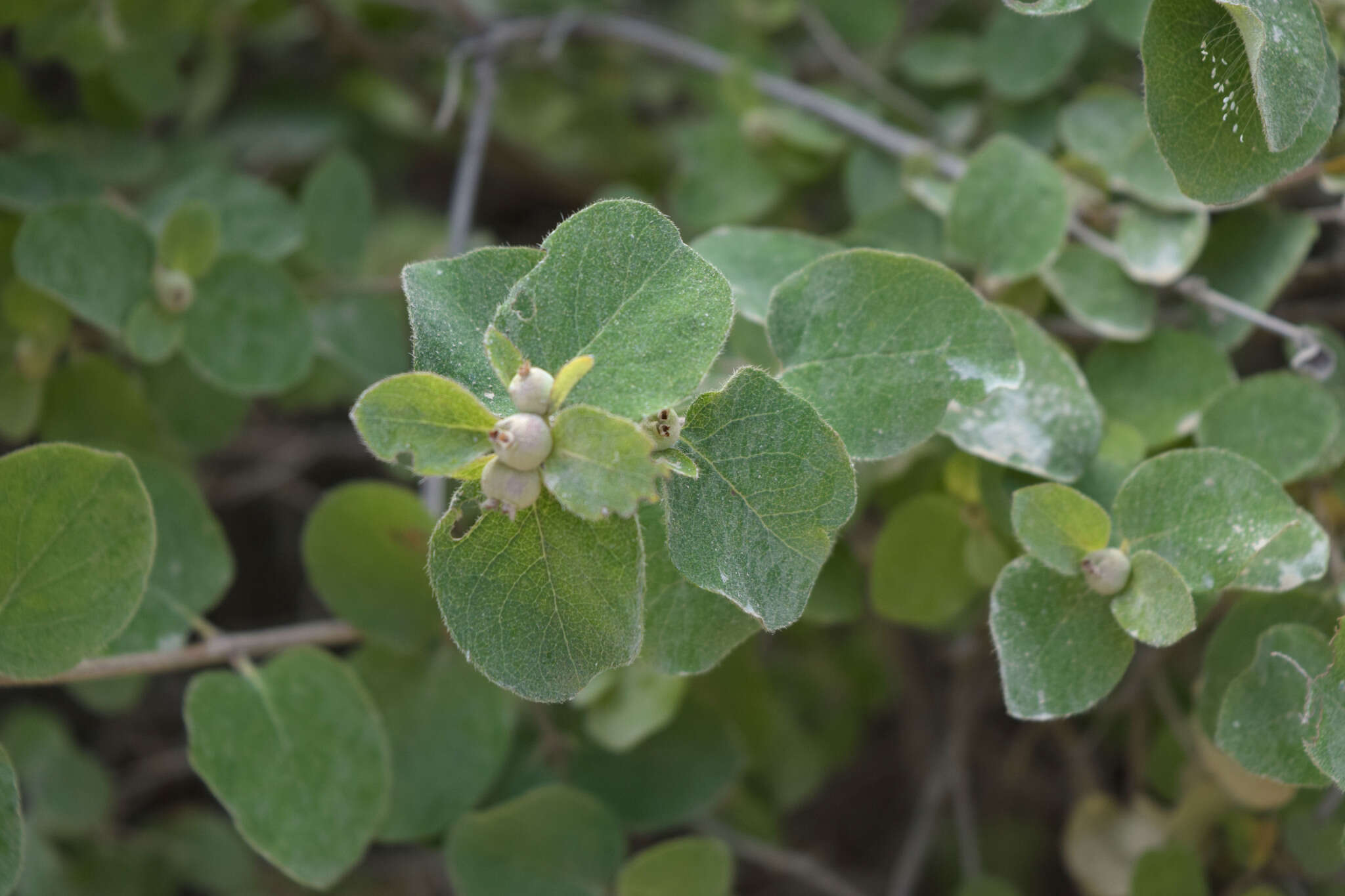 Image de Lonicera iberica M. Bieb.