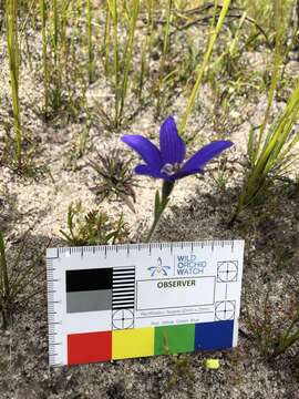 Image of Caladenia gemmata Lindl.