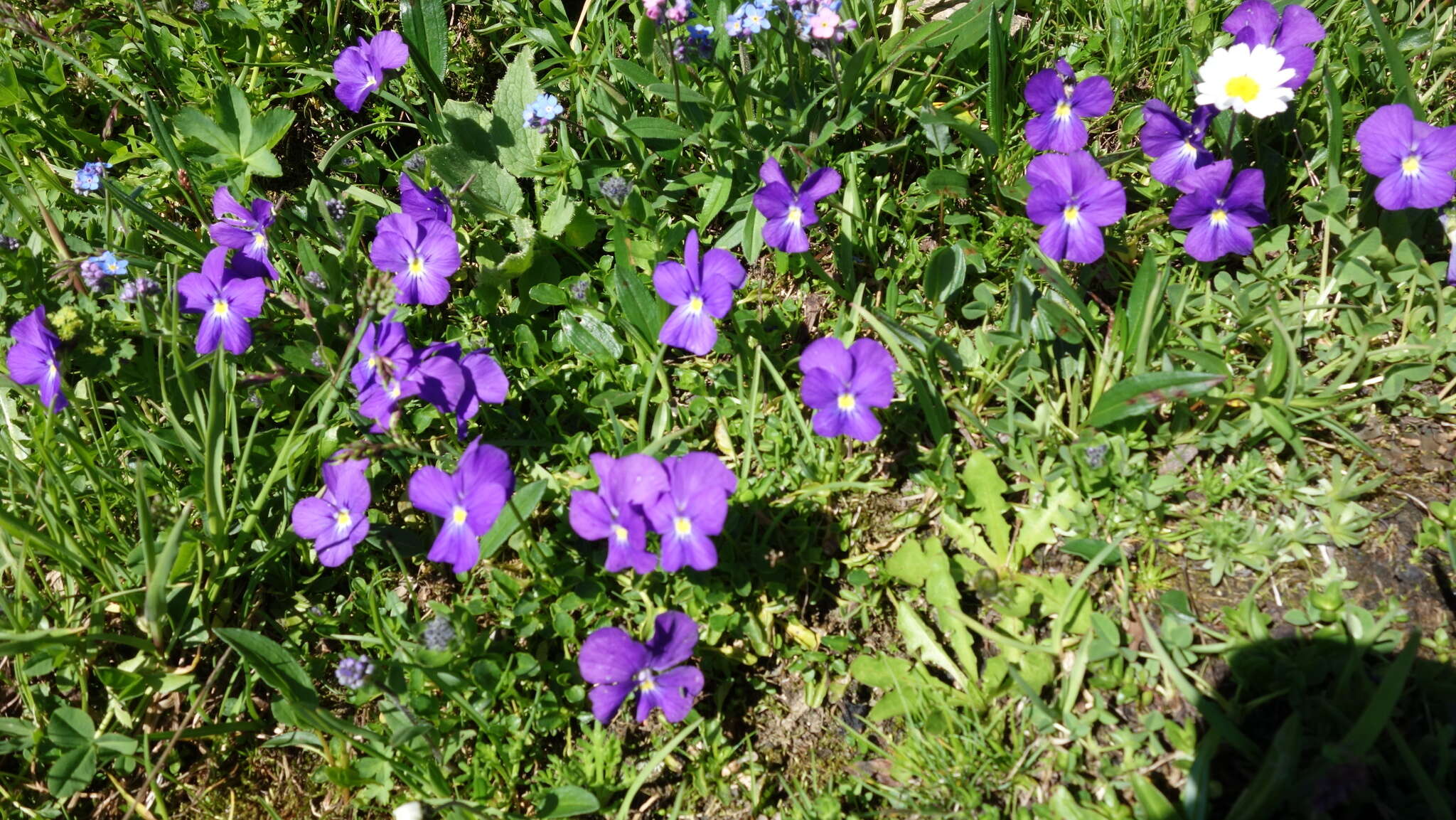 Image of Alpine Pansy