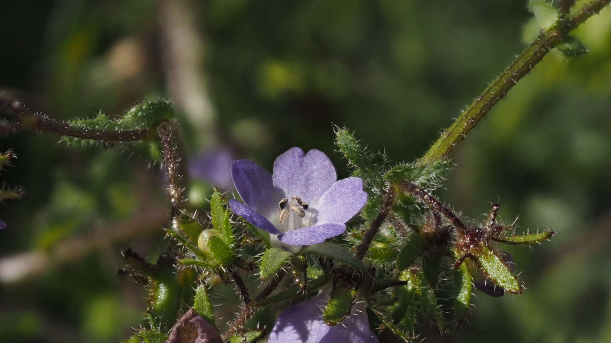 صورة Pholistoma auritum var. arizonicum (M. E. Jones) Constance