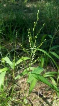 صورة Brachiaria ramosa (L.) Stapf