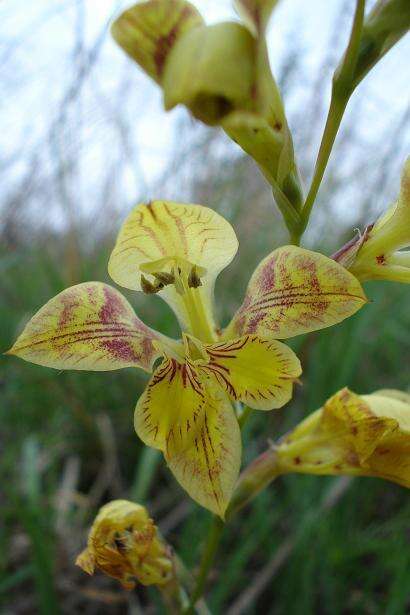 Gladiolus pardalinus Goldblatt & J. C. Manning resmi