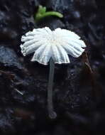 Слика од Coprinopsis ephemeroides (DC.) G. Moreno 2010