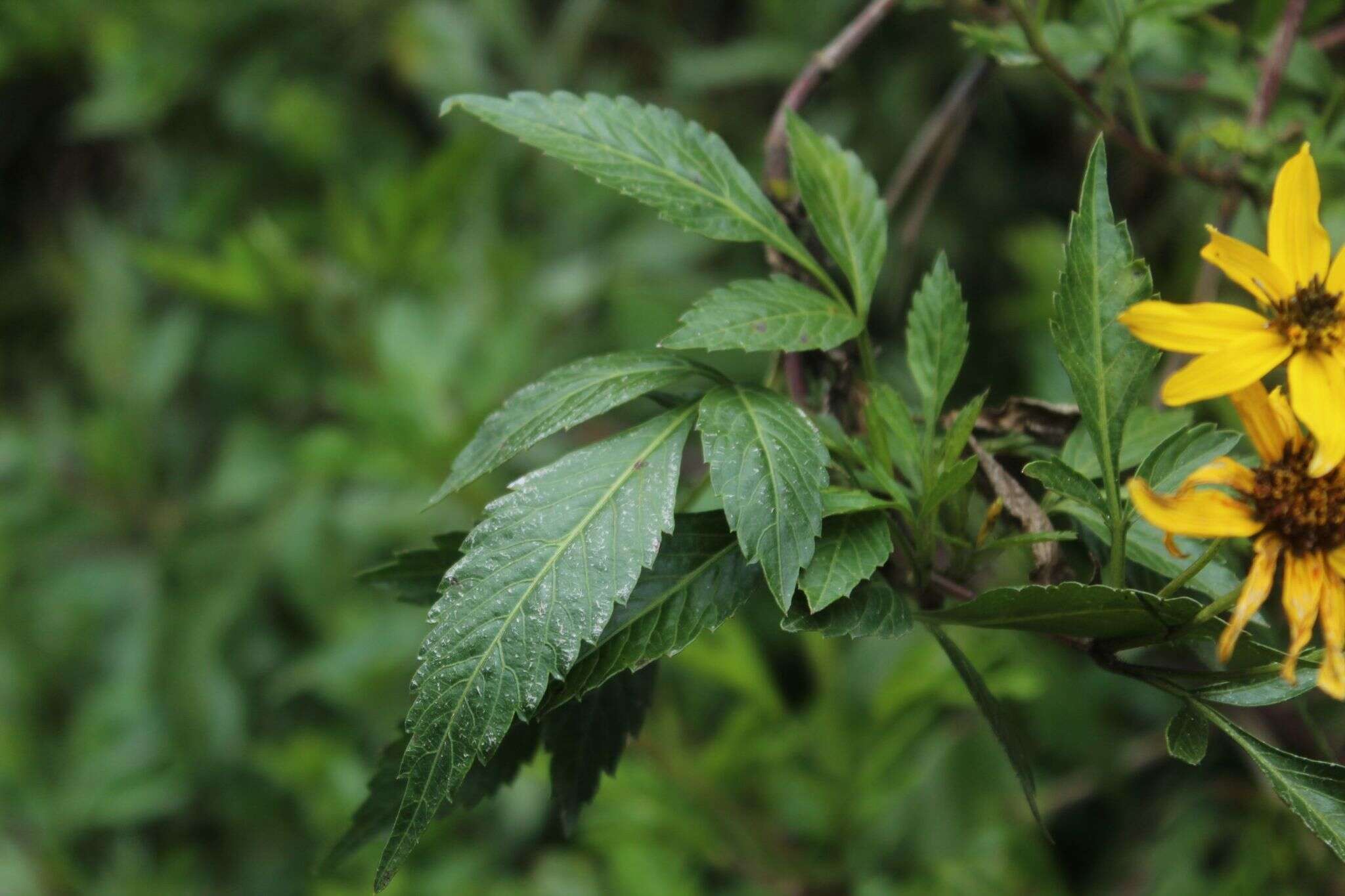 صورة Bidens rubifolia Kunth