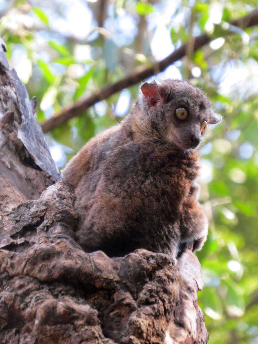 Lepilemur randrianasoloi Andriaholinirina, Fausser, Roos, Zinner, Thalmann, Rabarivola & Ravaoarimanana et al. 2017的圖片