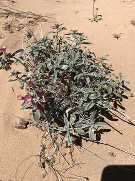 Image de Penstemon albomarginatus M. E. Jones