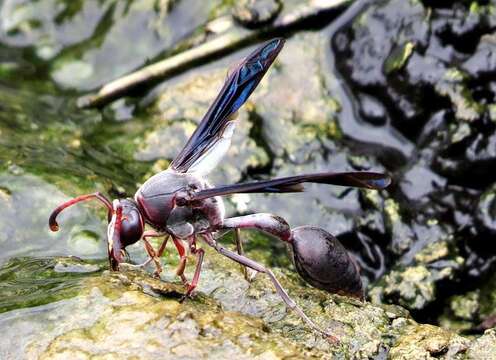 Sivun Delta emarginatum (Linnaeus 1758) kuva