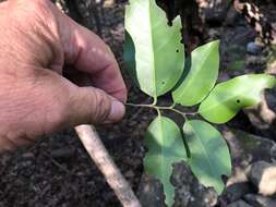 Image of silky celtis