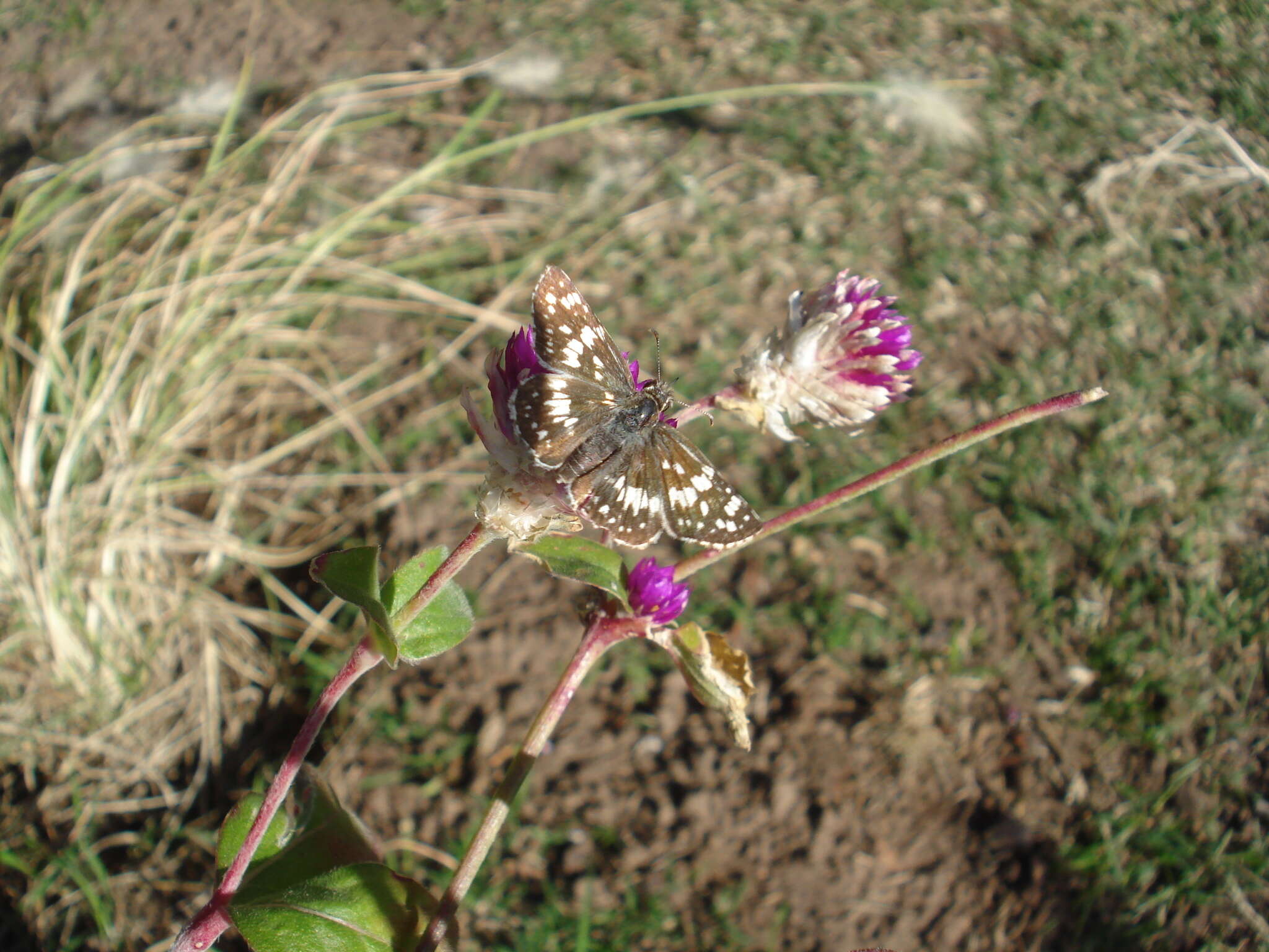 Image of <i>Burnsius orcynoides</i>