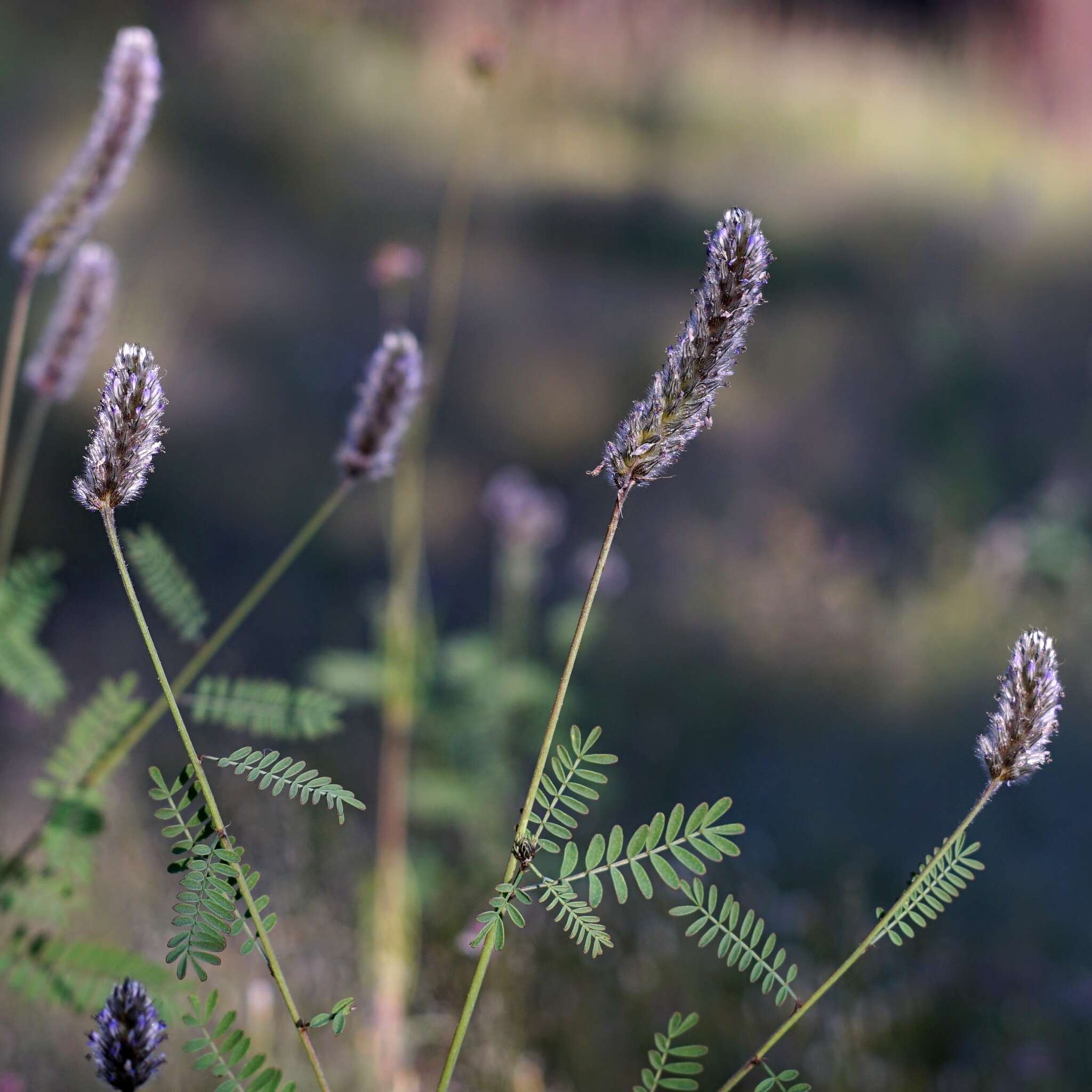 Imagem de Dalea leporina (Aiton) Bullock