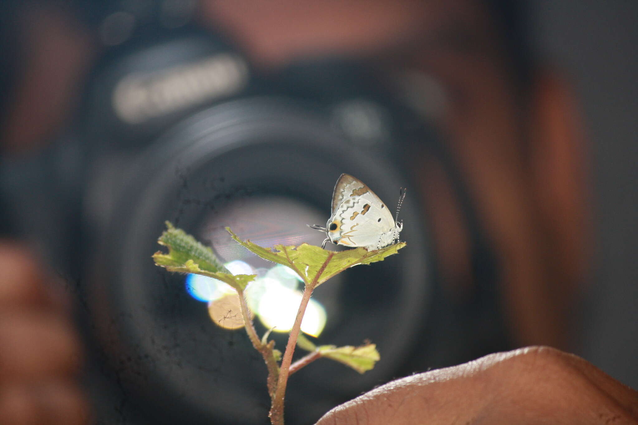 Image of Hypolycaena othona