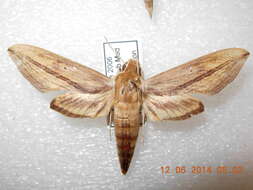 Image de Xylophanes turbata (Edwards 1887)