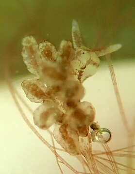 Image of Stiliger fuscovittatus Lance 1962