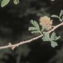 Image of Senegalia occidentalis (Rose) Britton & Rose