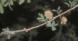 Image of Senegalia occidentalis (Rose) Britton & Rose