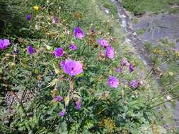 Image of Geranium ruprechtii (Woronow) Grossh.