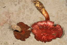 Image of Cortinarius harrisonii Ammirati, Niskanen & Liimat. 2013